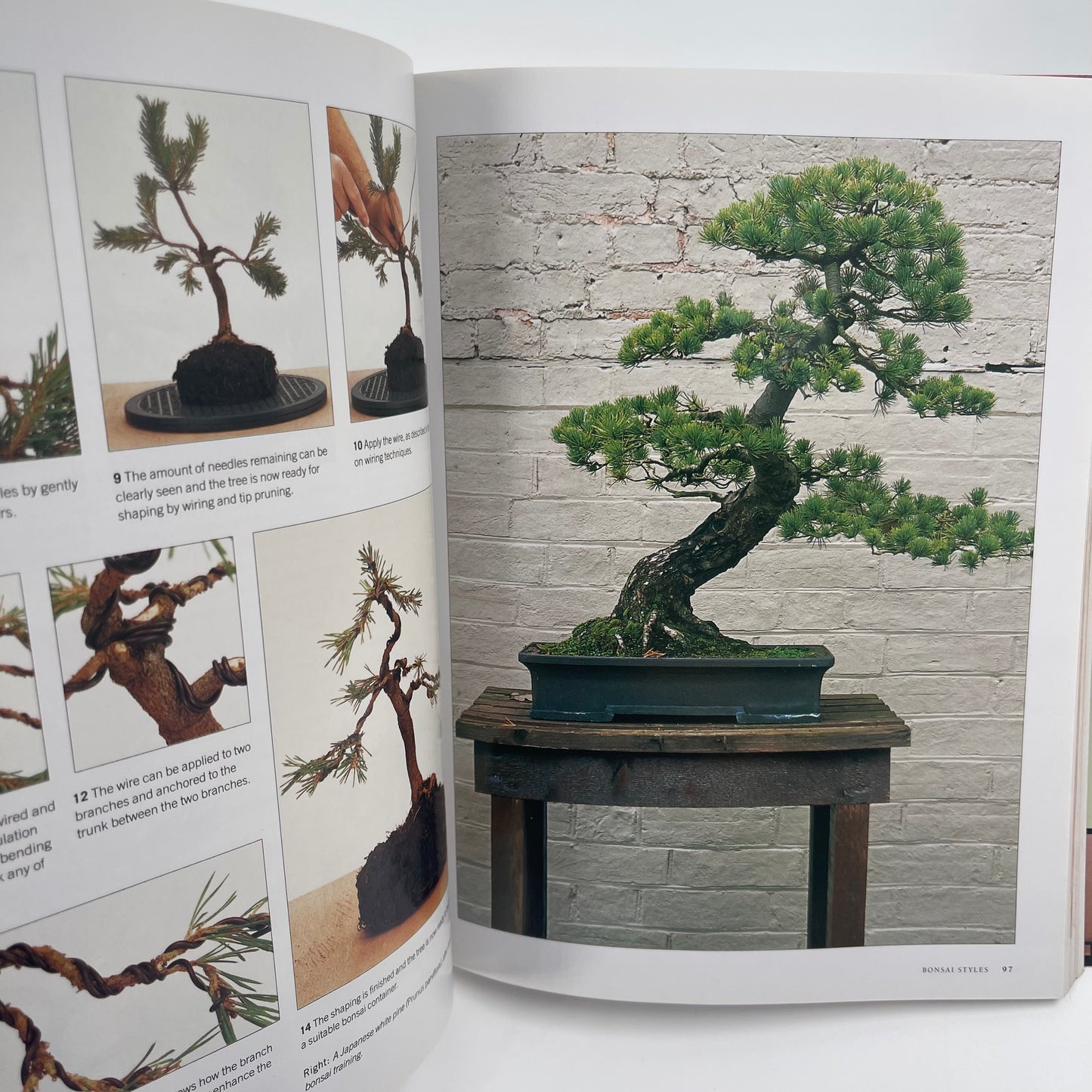 Growing Bonsai A Practical Encyclopedia : the Complete Guide to a Classic Art with Essential Techniques, Step-by-step Projects and Over 800 Photographs - Ken Norman - Back Cover