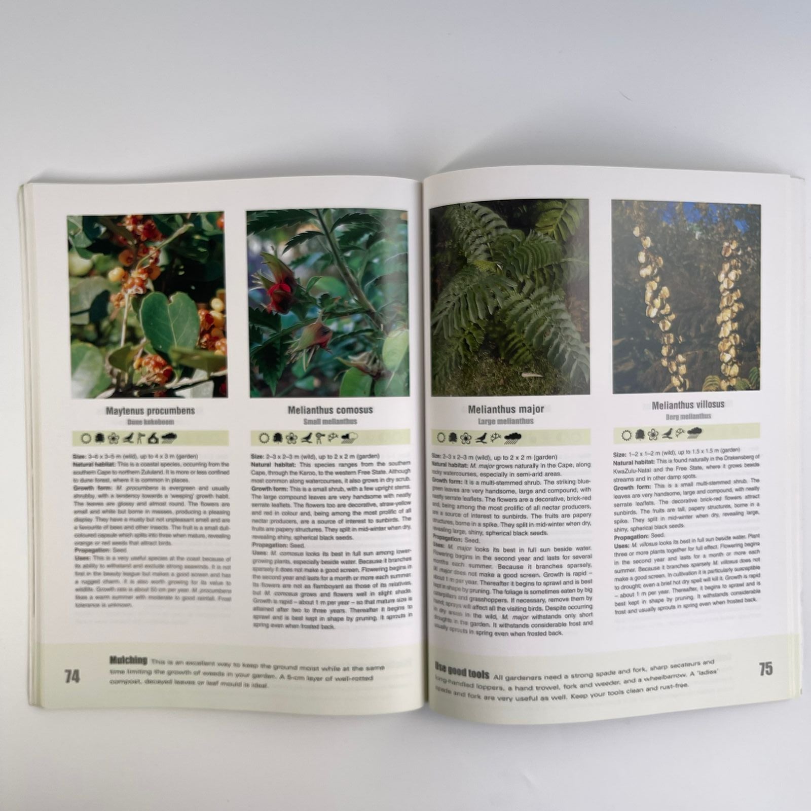 Down to Earth: Gardening with Indigenous Shrubs - David R. Johnson, Sally Johnson & Geoff Nichols