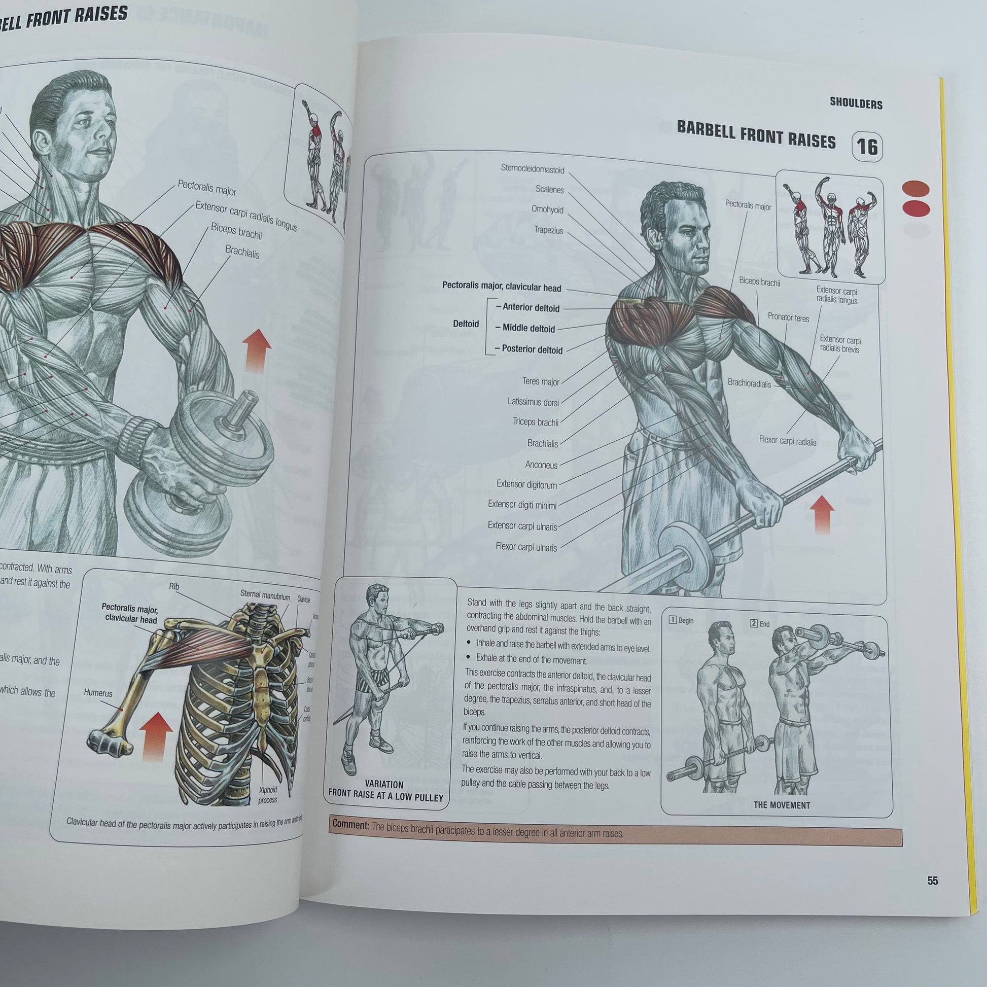 Strength Training Anatomy - Frédéric Delavier - Condition Detail 4