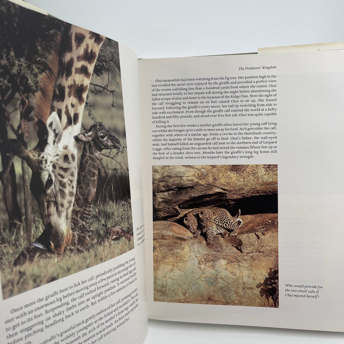 The Leopard's Tale - Jonathan Scott - Top Edge