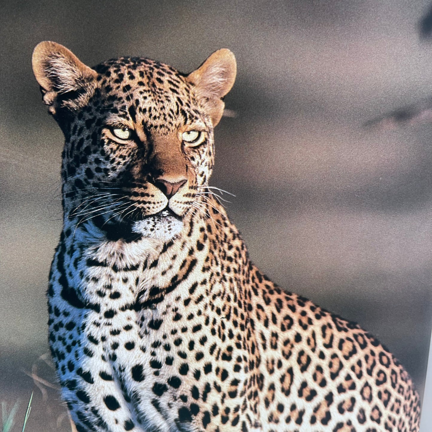 The Leopard's Tale - Jonathan Scott - Condition Detail 7