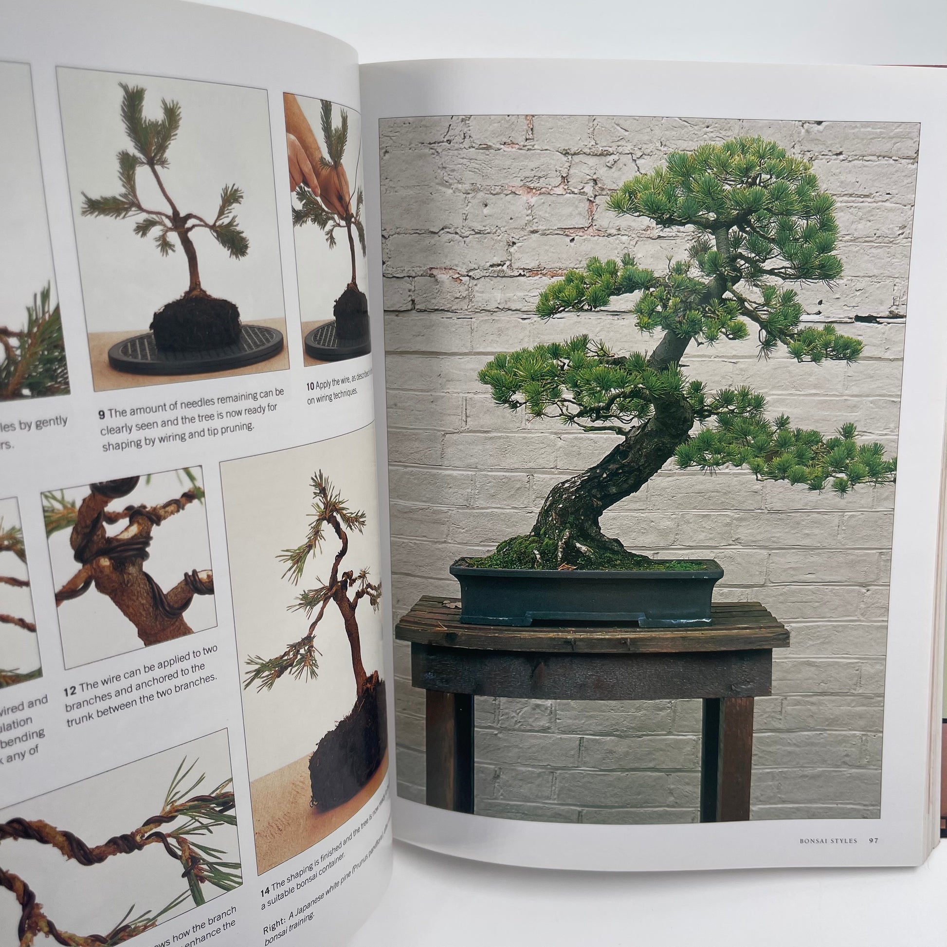 Growing Bonsai A Practical Encyclopedia : the Complete Guide to a Classic Art with Essential Techniques, Step-by-step Projects and Over 800 Photographs - Ken Norman - Back Cover