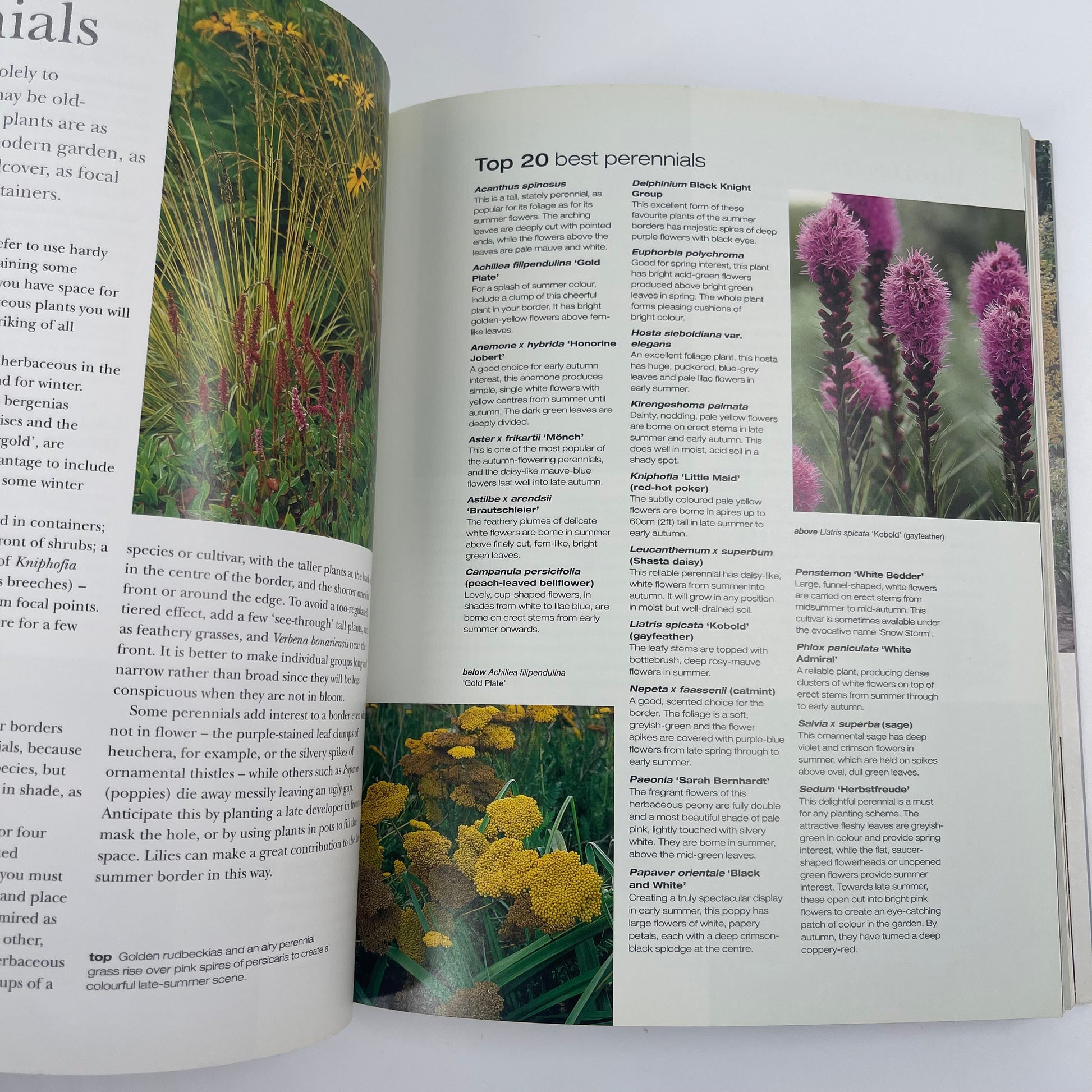 How to Garden - Jo Smith - Condition Detail 5