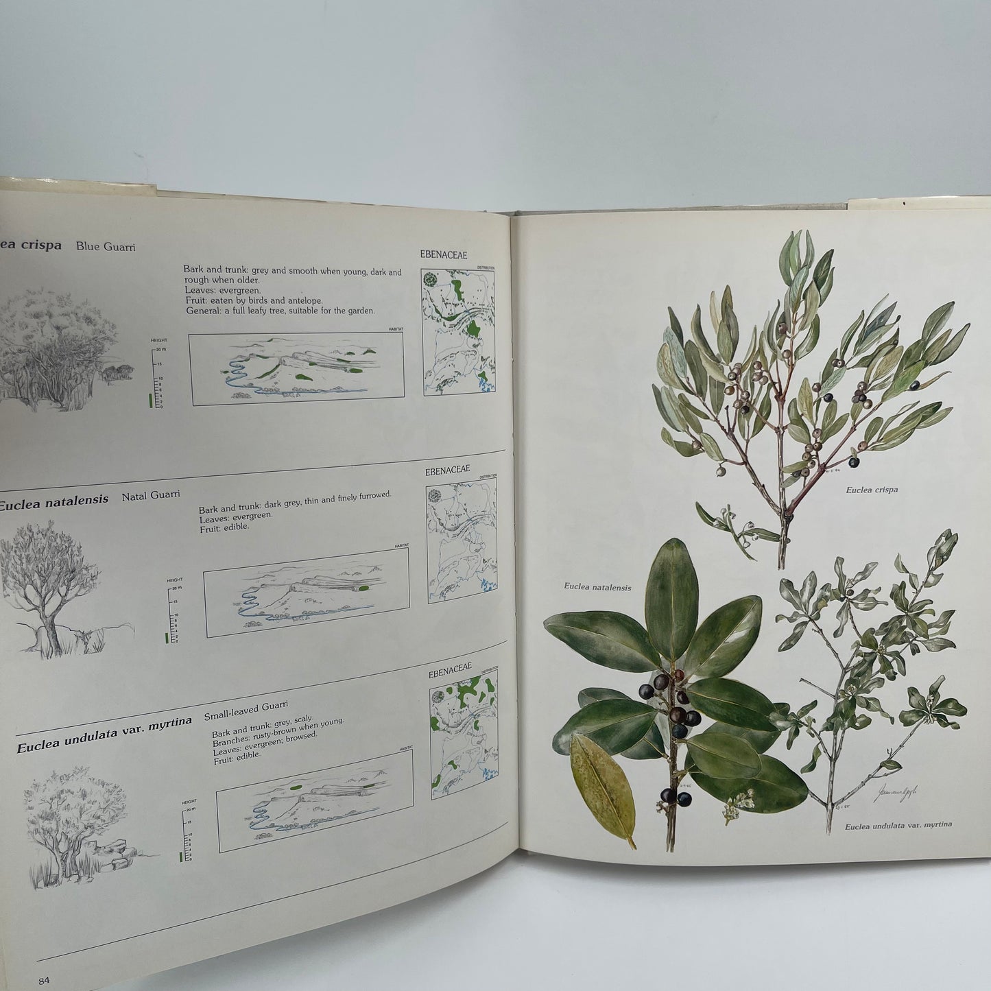 Trees & Shrubs of the Witwatersrand, Magaliesberg & Pilanesberg - Joan Van Gogh - Condition Detail 4
