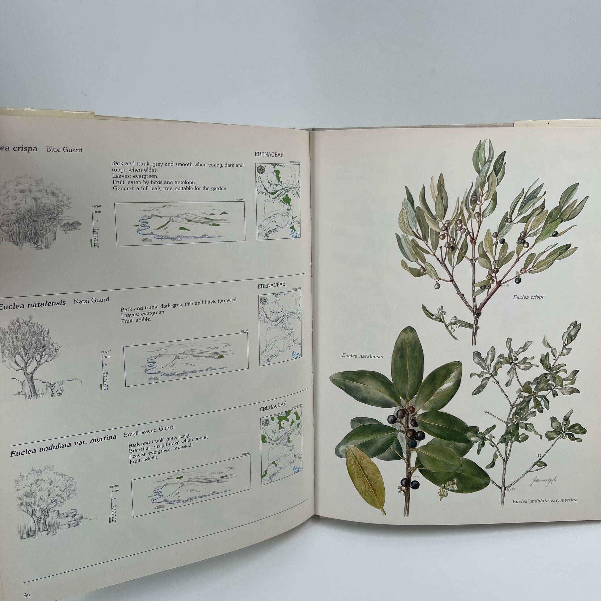 Trees & Shrubs of the Witwatersrand, Magaliesberg & Pilanesberg - Joan Van Gogh - Condition Detail 4