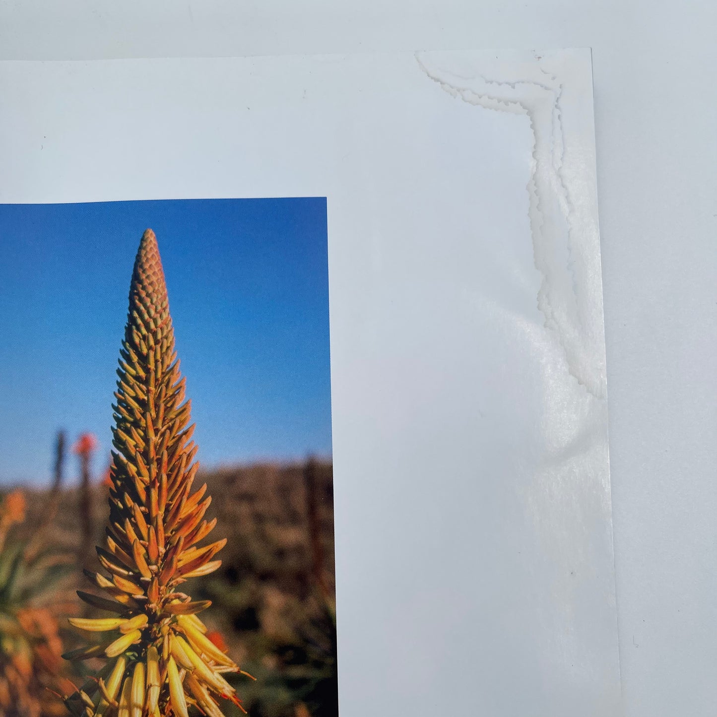 Watter Blom Is Dit (5th Ed) - unknown author - Condition Detail 3