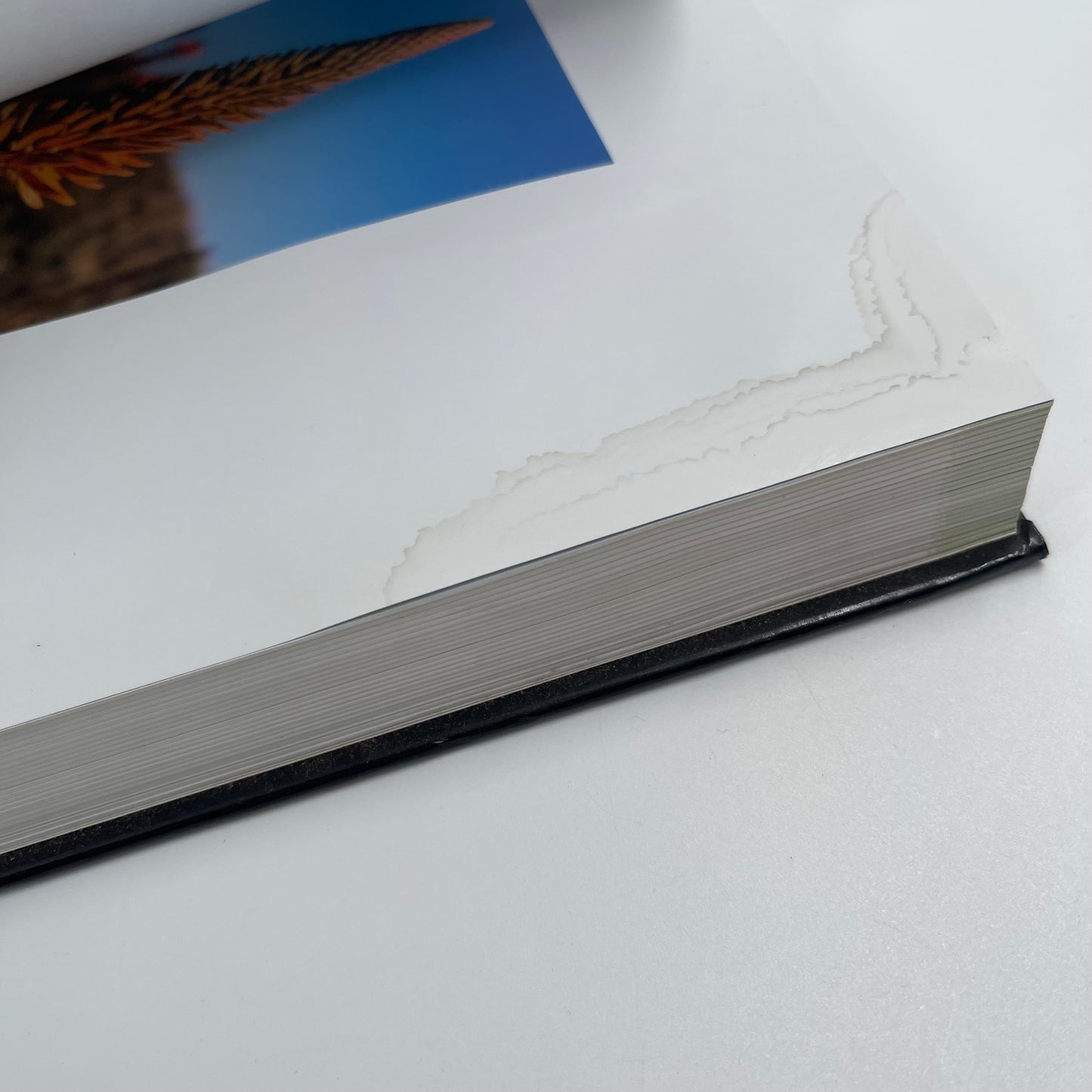 Watter Blom Is Dit (5th Ed) - unknown author - Condition Detail 4