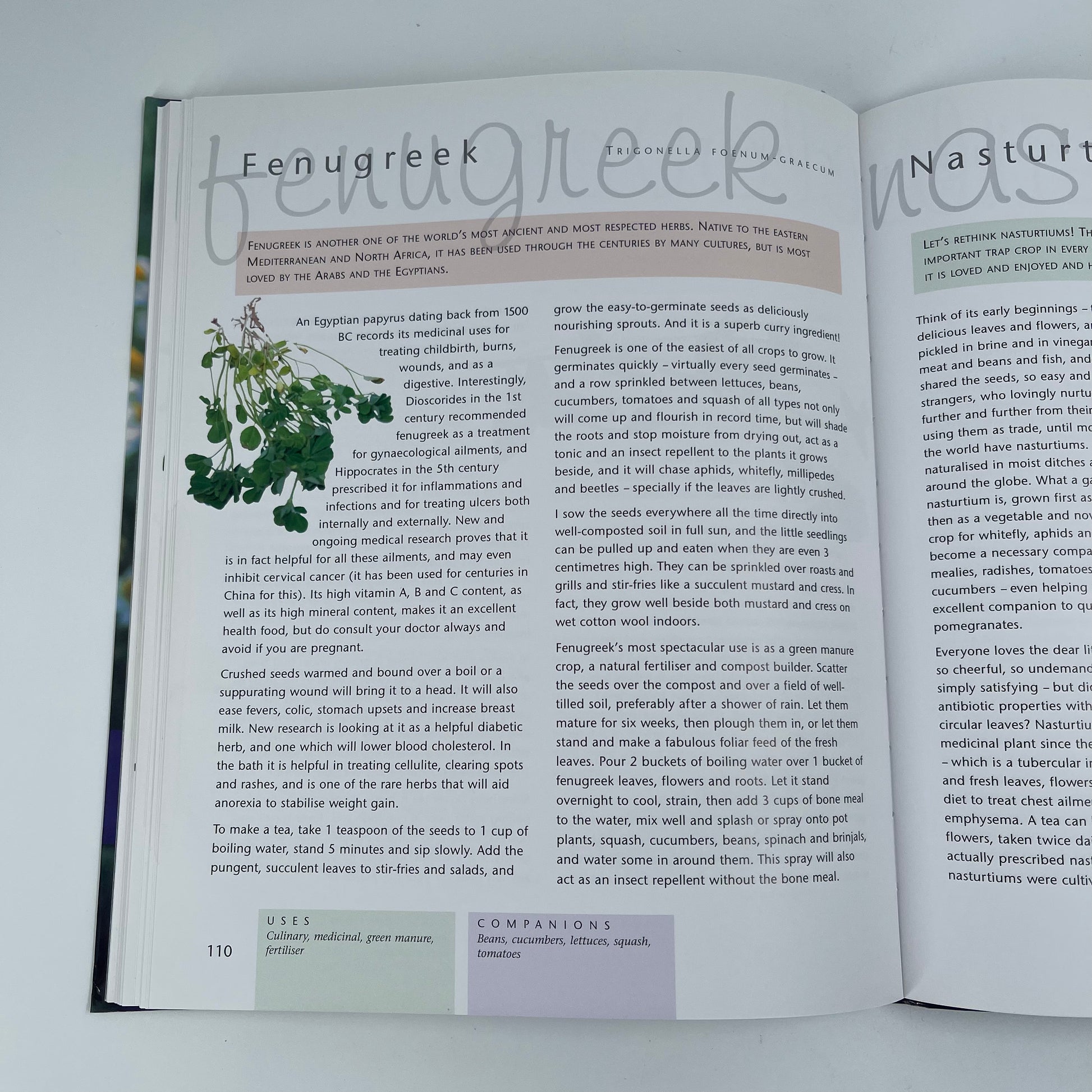 Companion Planting - Margaret Roberts - Bottom Edge