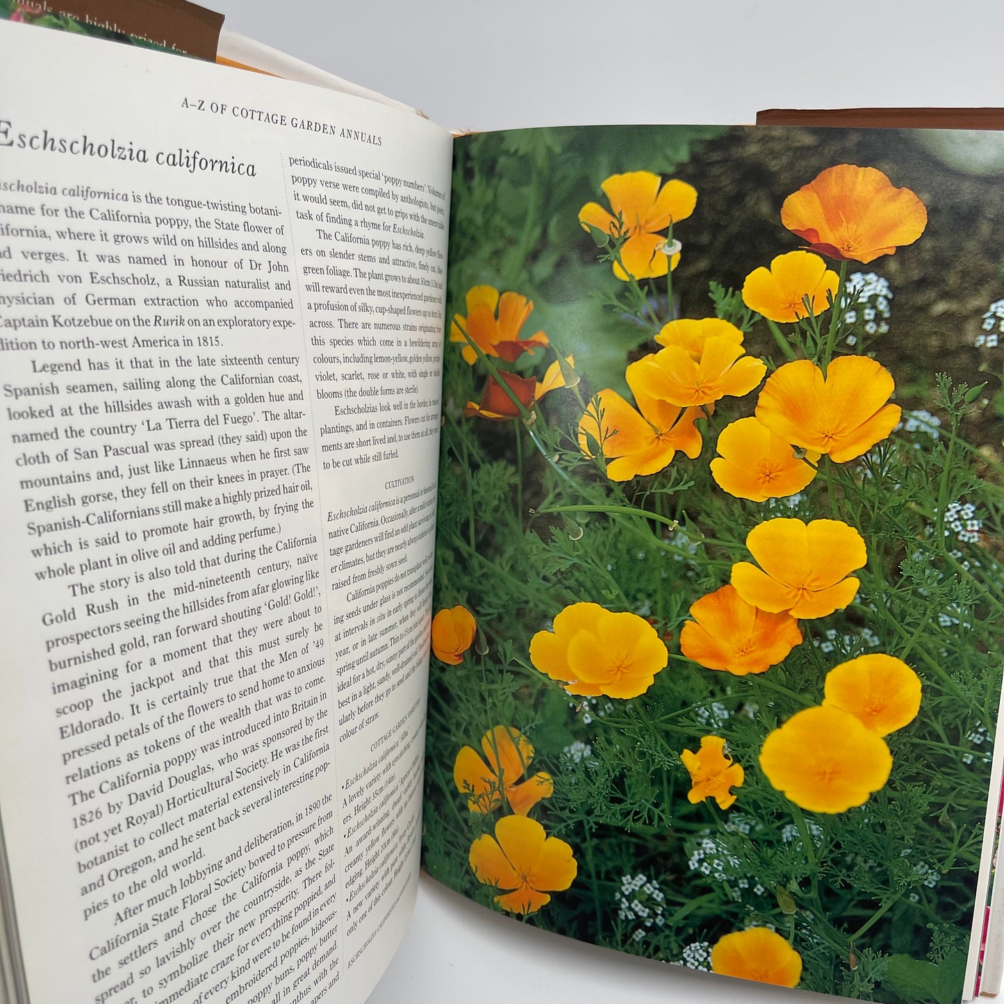 Cottage garden annuals: grown from seed for summer-long colour - Lane - Back Cover