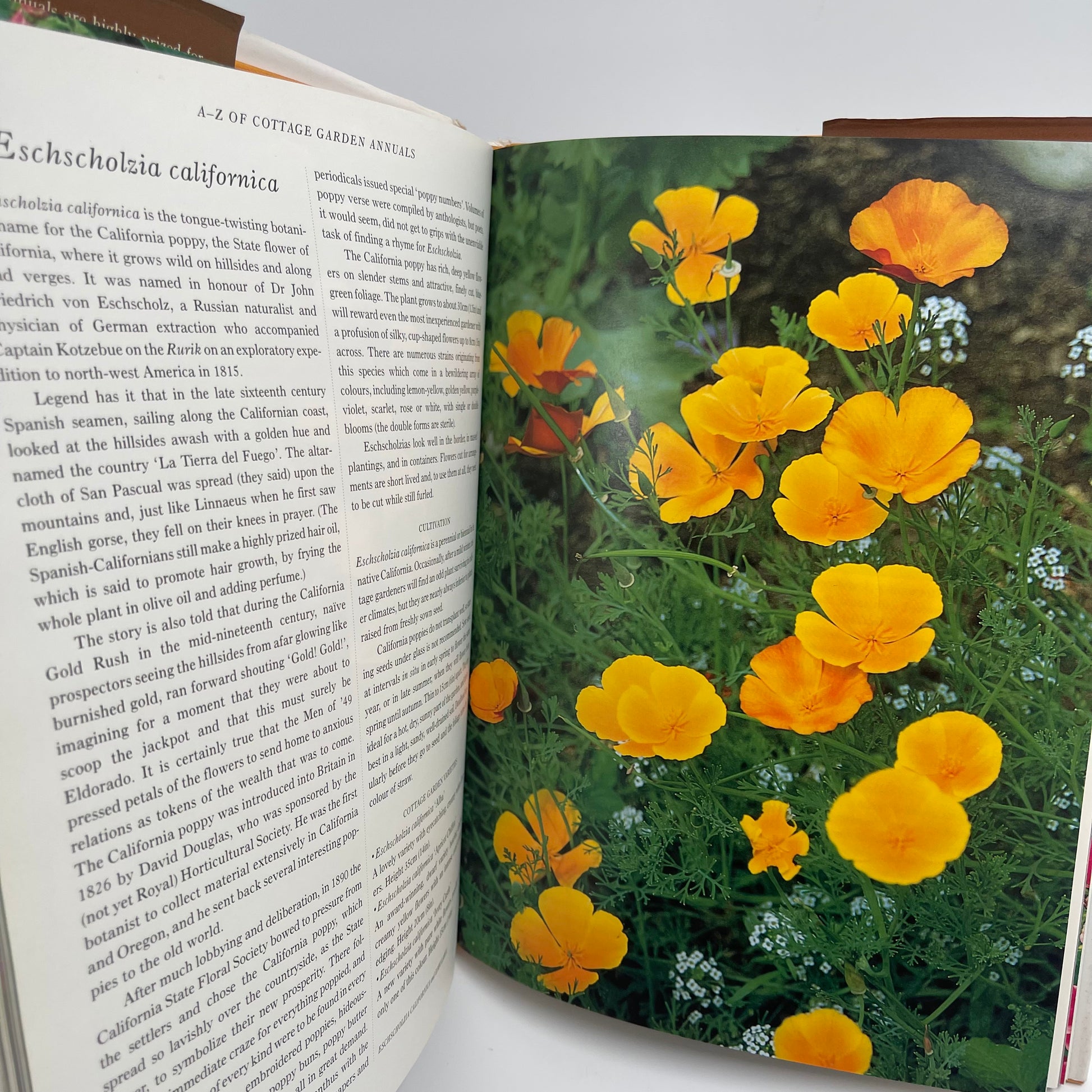 Cottage garden annuals: grown from seed for summer-long colour - Lane - Back Cover