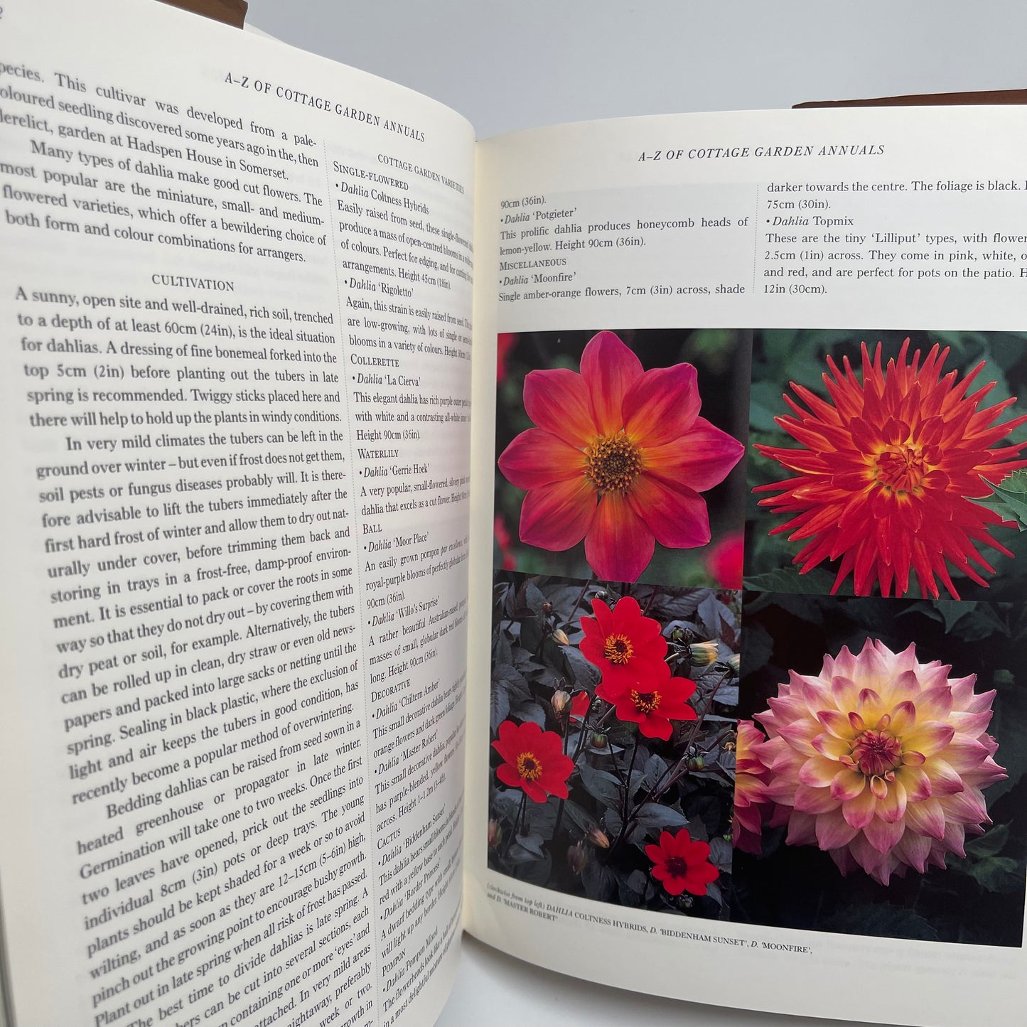 Cottage garden annuals: grown from seed for summer-long colour - Lane - Bottom Edge