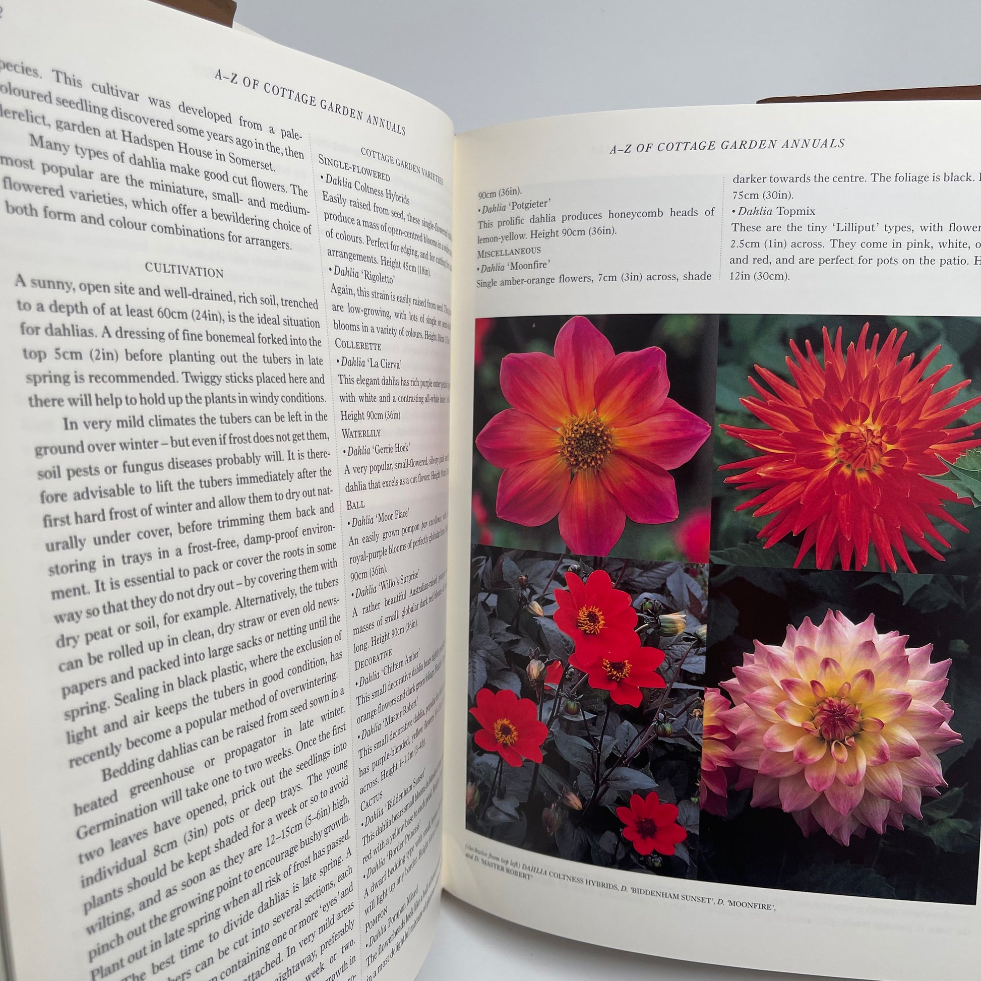 Cottage garden annuals: grown from seed for summer-long colour - Lane - Bottom Edge