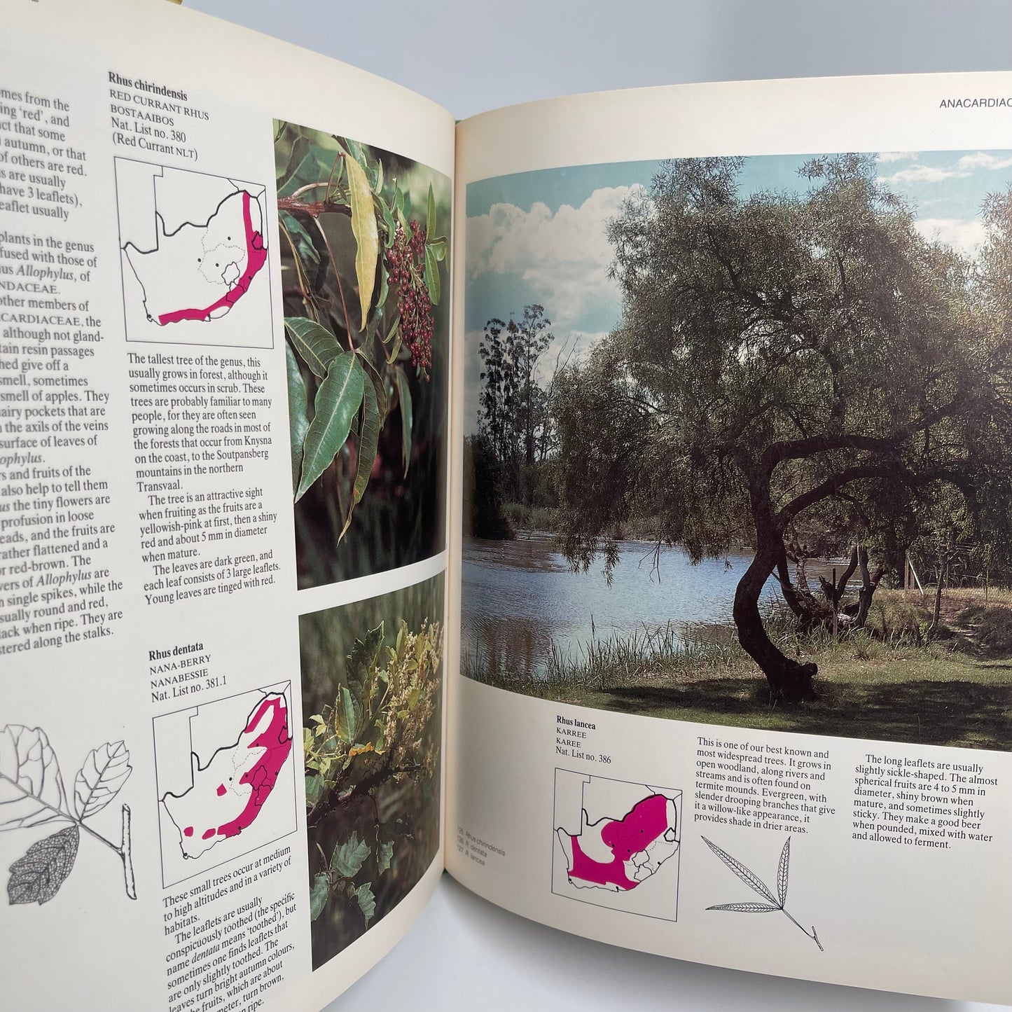 Everyone's guide to trees of South Africa - Coates Palgrave - Bottom Edge