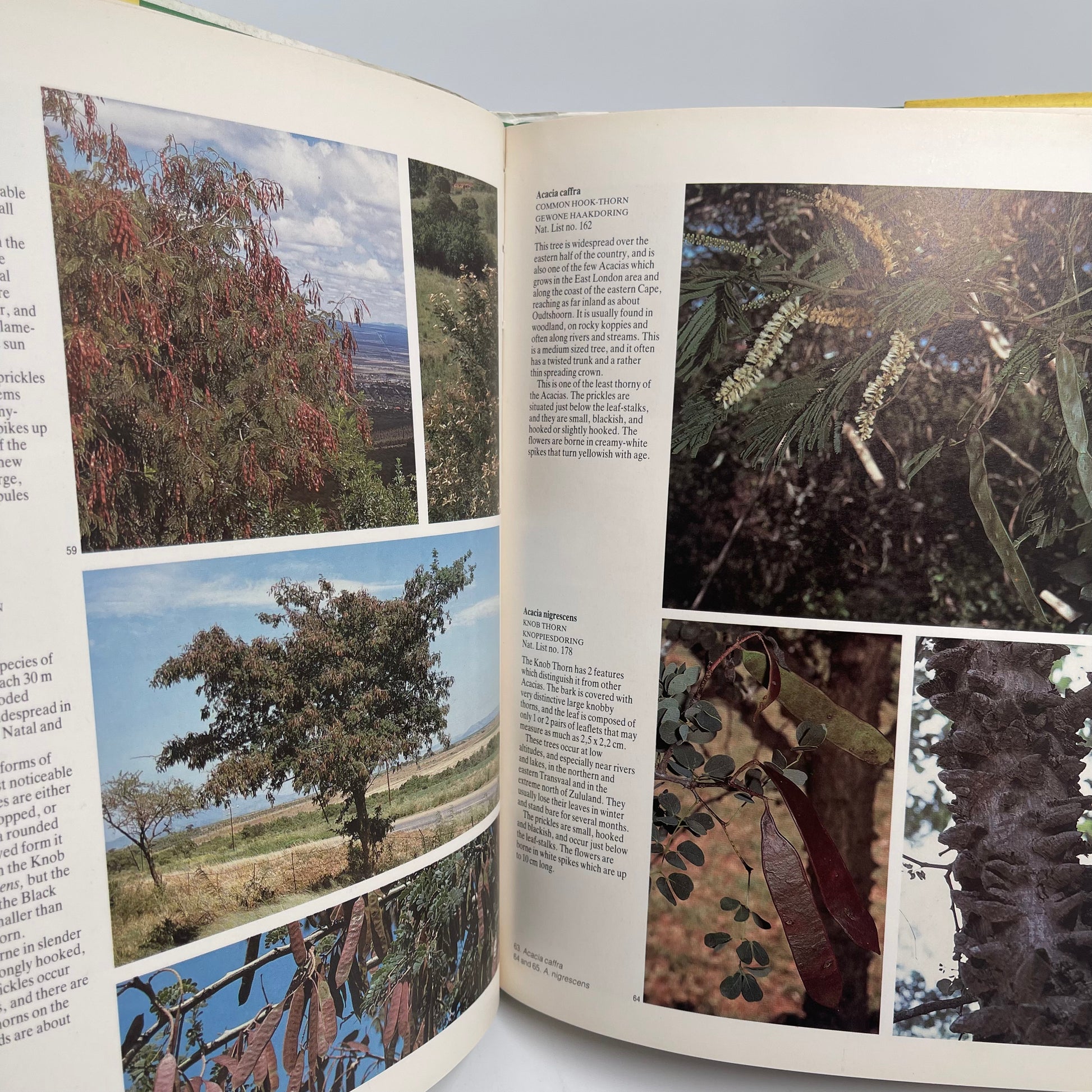 Everyone's guide to trees of South Africa - Coates Palgrave - Fore Edge