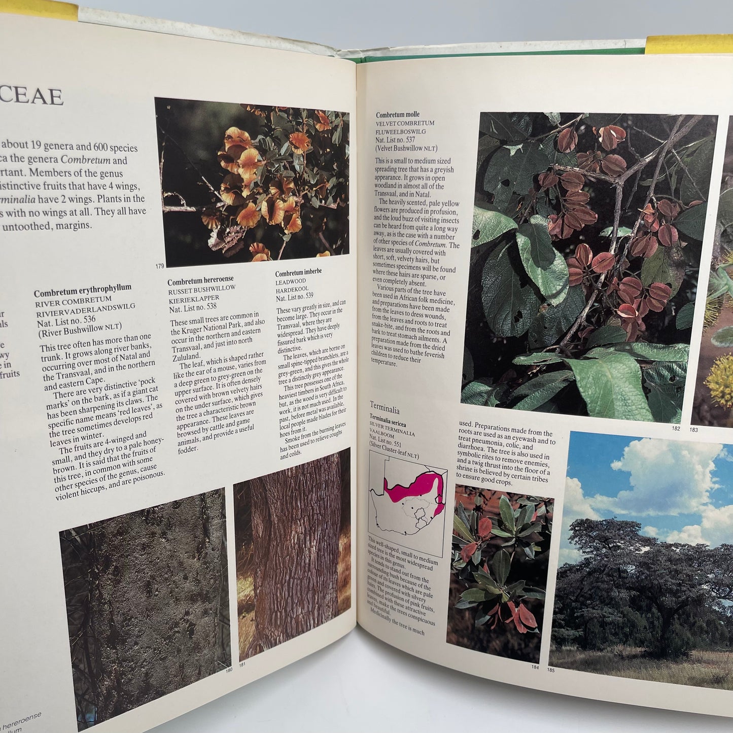 Everyone's guide to trees of South Africa - Coates Palgrave - Top Edge