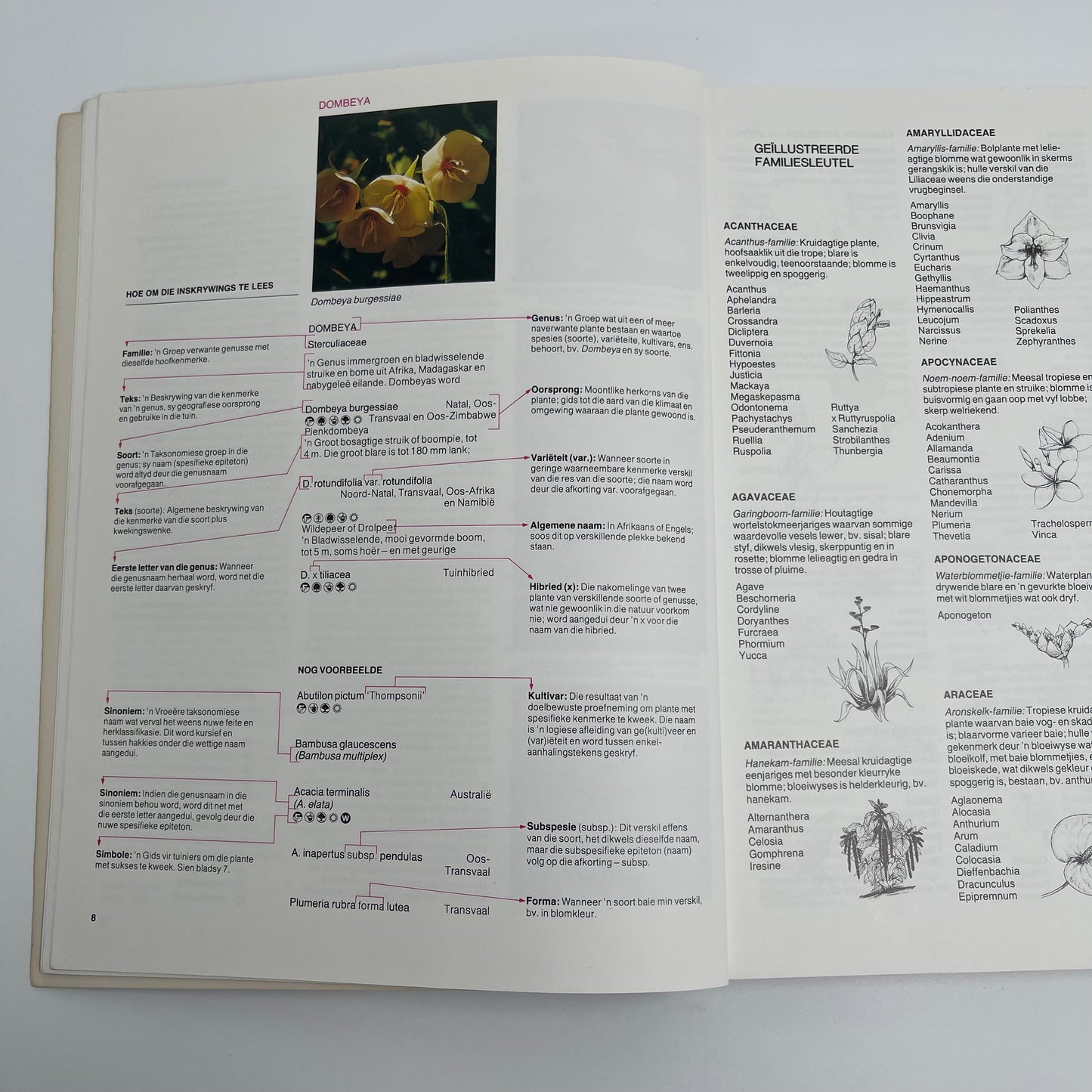 A-Z van tuinblomme in Suid-Afrika - Kristo Pienaar - Back Cover