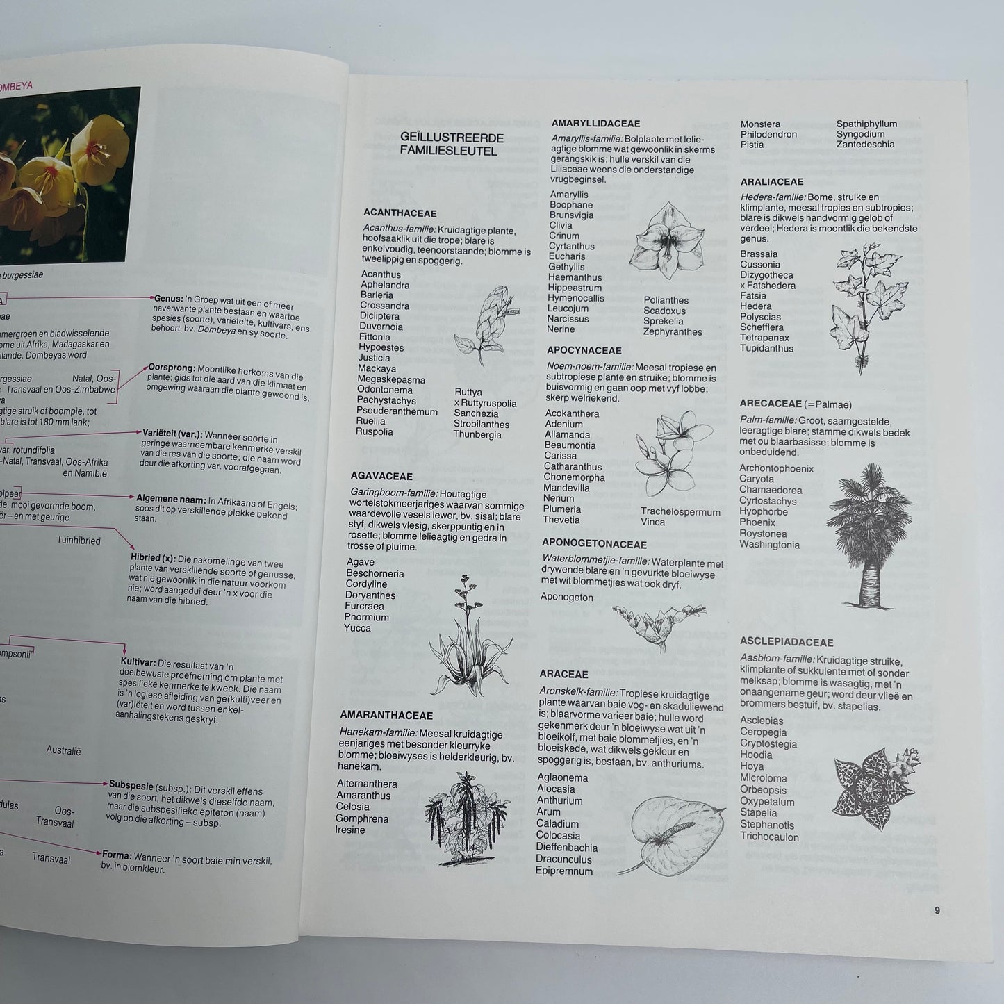 A-Z van tuinblomme in Suid-Afrika - Kristo Pienaar - Bottom Edge