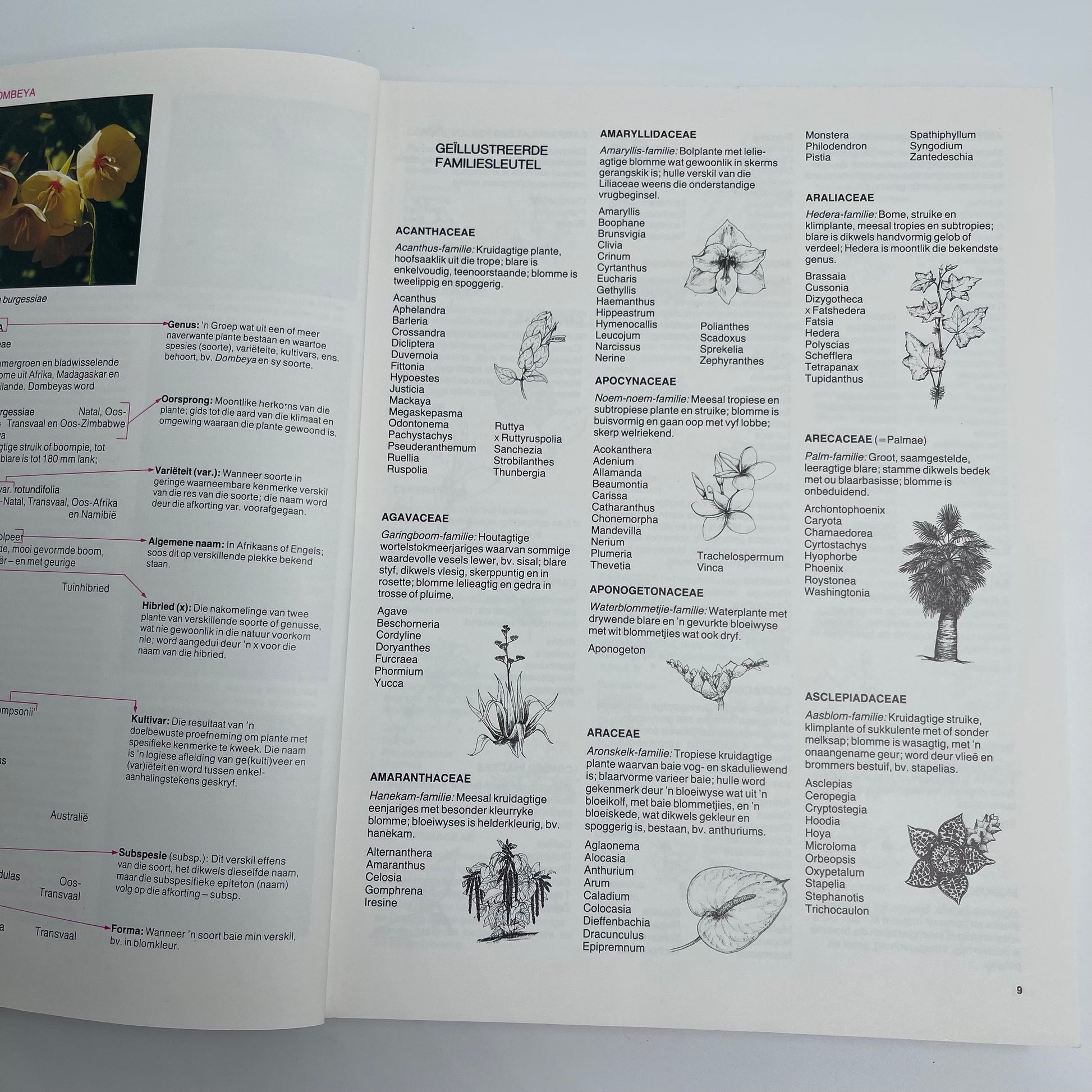 A-Z van tuinblomme in Suid-Afrika - Kristo Pienaar - Bottom Edge