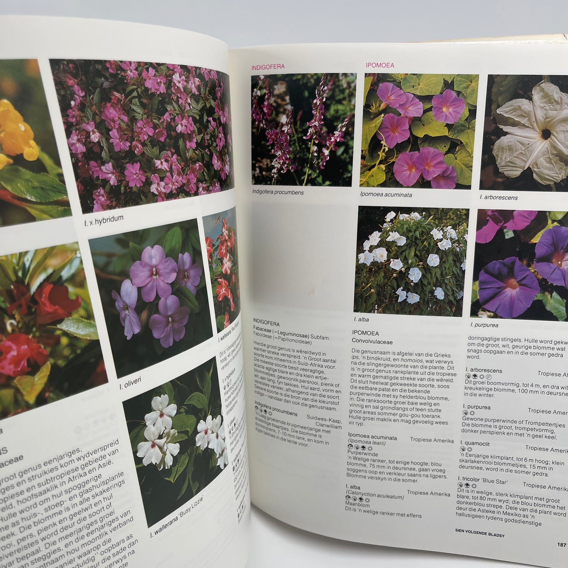 A-Z van tuinblomme in Suid-Afrika - Kristo Pienaar - Condition Detail 7