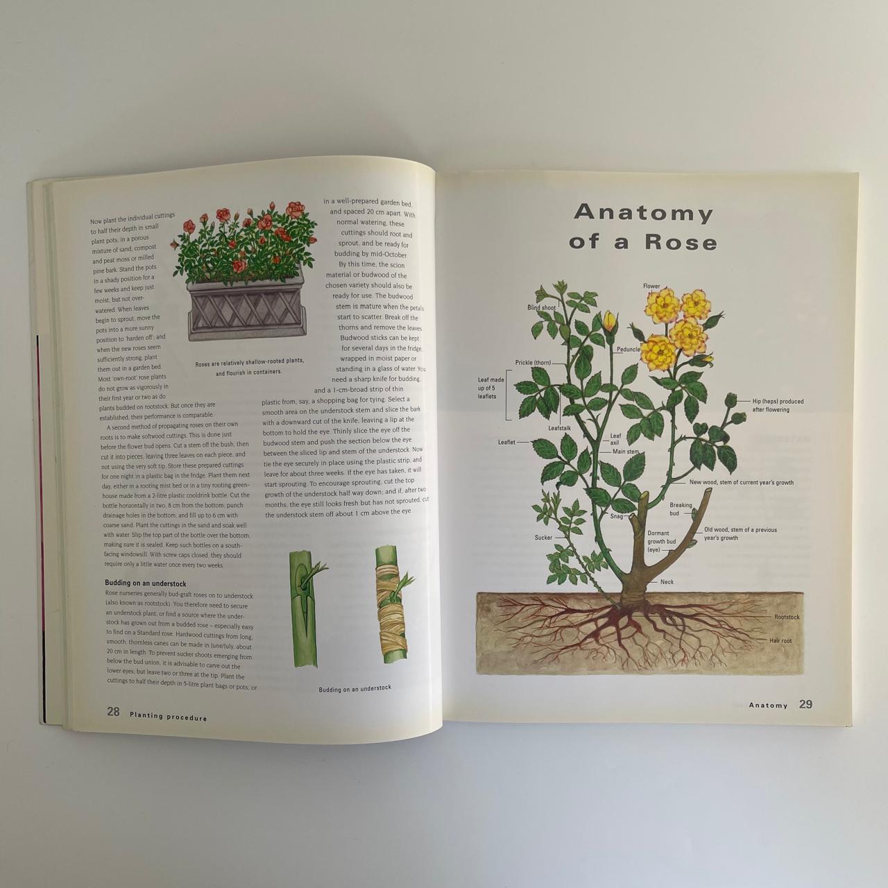 Roses - Ludwig Taschner