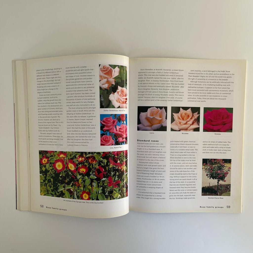 Roses - Ludwig Taschner