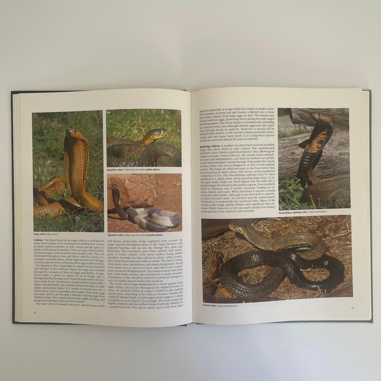 Everyone’s Guide to Snakes of Southern Africa – Bill Branch