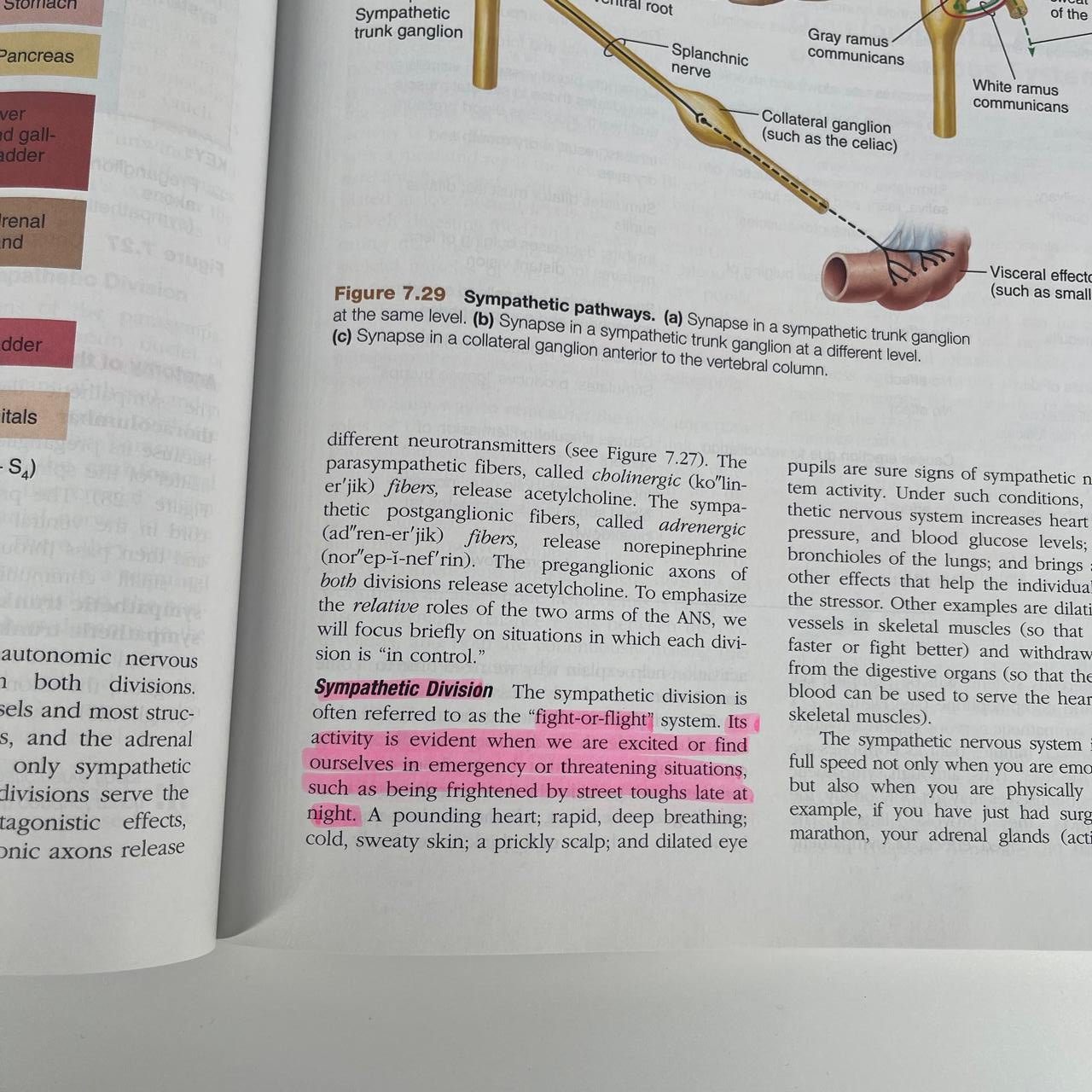 Essentials of Human Anatomy & Physiology - Elaine N. Marieb & Suzanne M. Keller