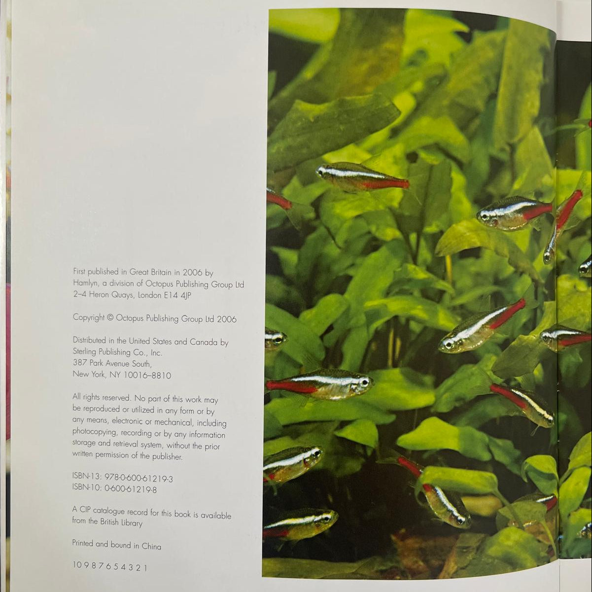 Choosing the Right Fish for Your Aquarium - Jeremy Gay