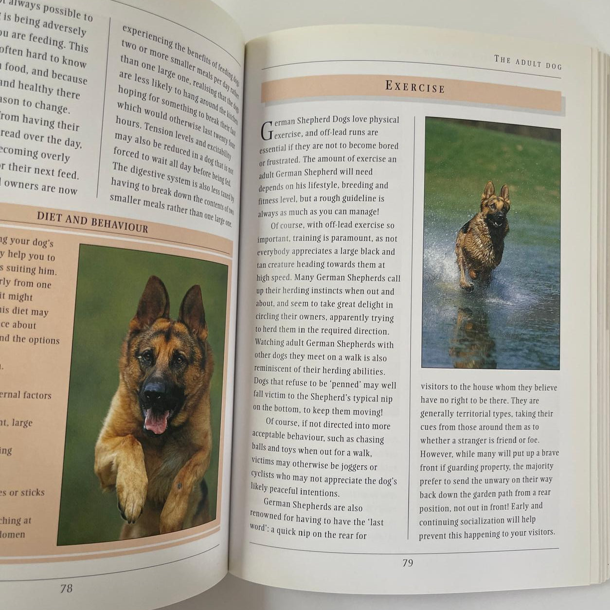 German Shepherd - Peter Neville