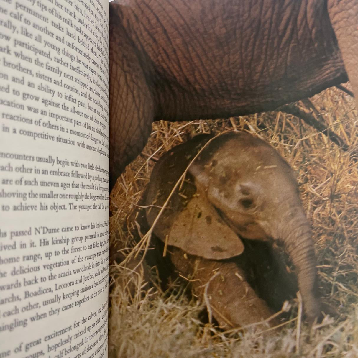 Among the Elephants - Iain Douglas‑Hamilton & Oria Douglas‑Hamilton