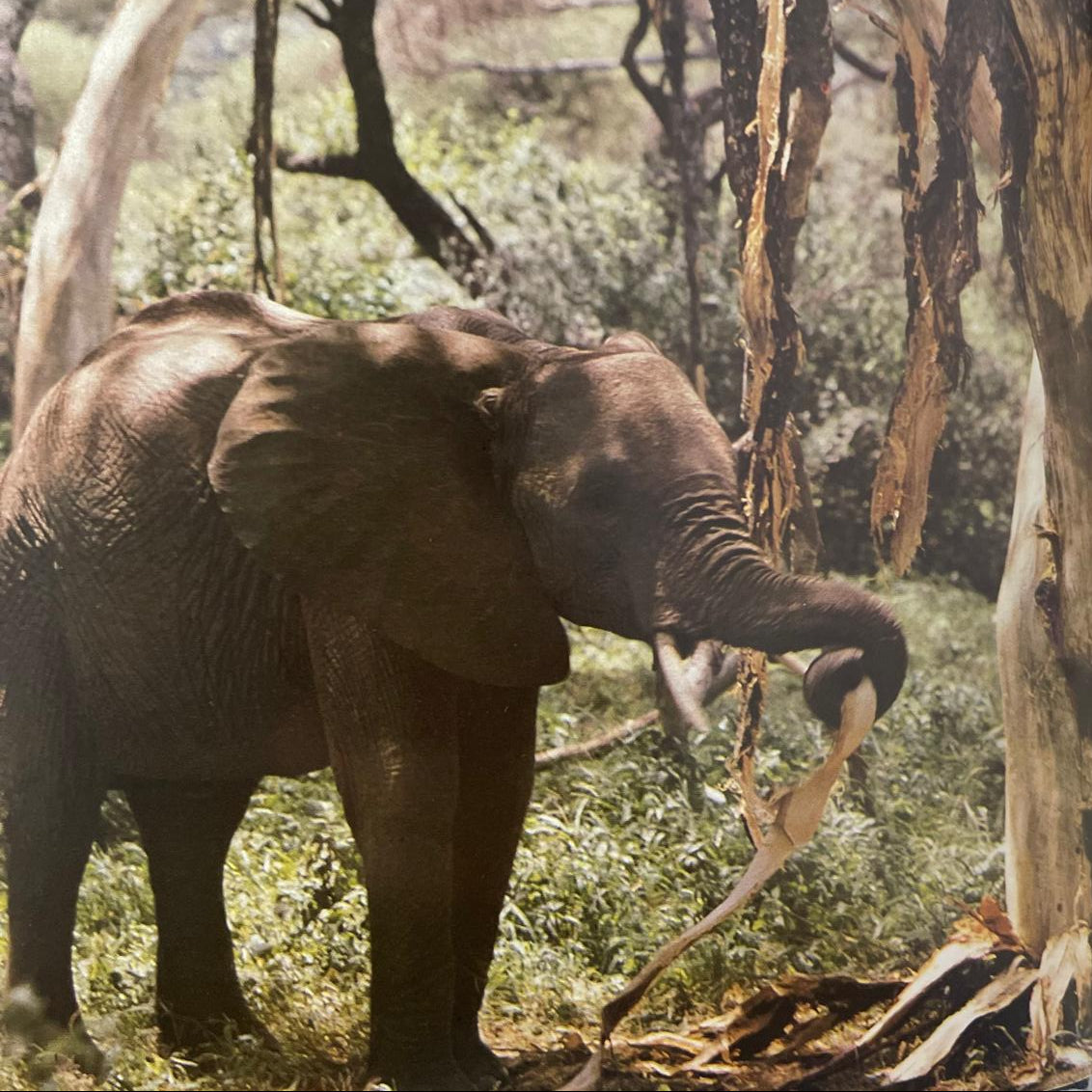 Among the Elephants - Iain Douglas‑Hamilton & Oria Douglas‑Hamilton