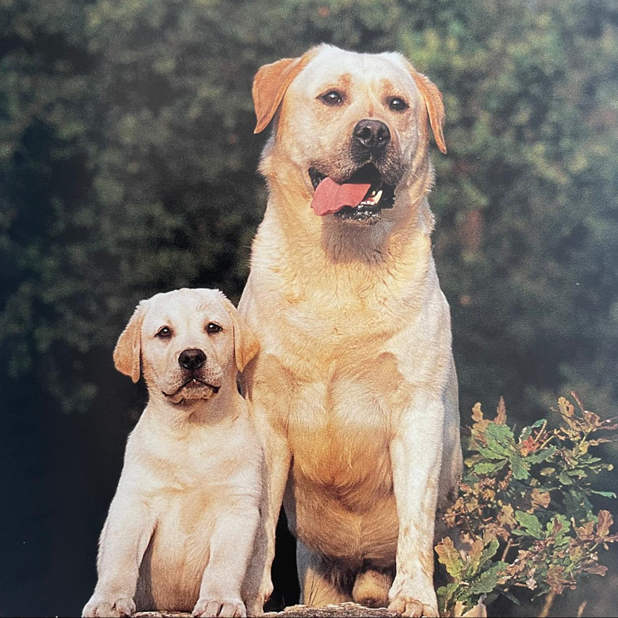 Labrador - Dr. Peter Neville