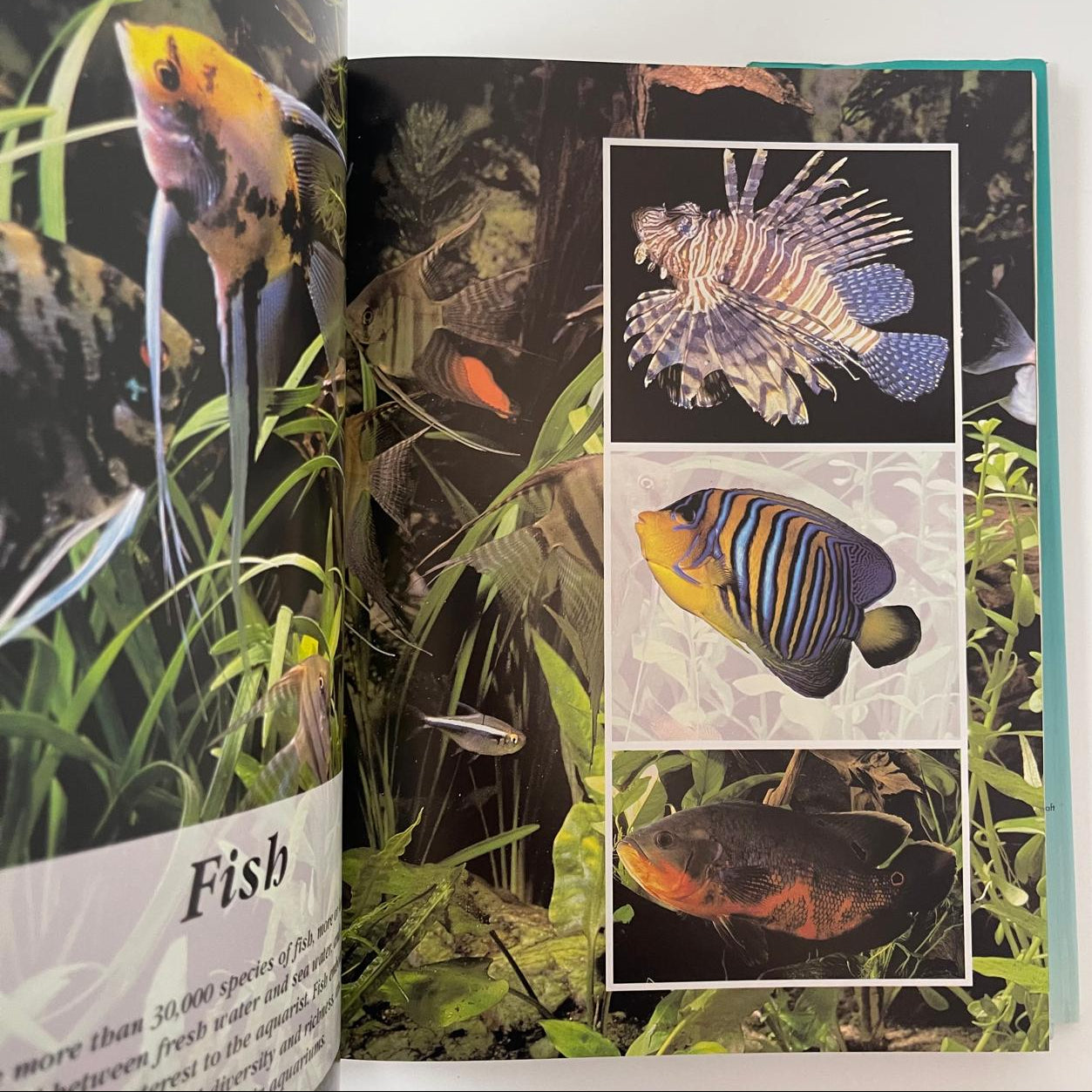 The Complete Aquarium Guide