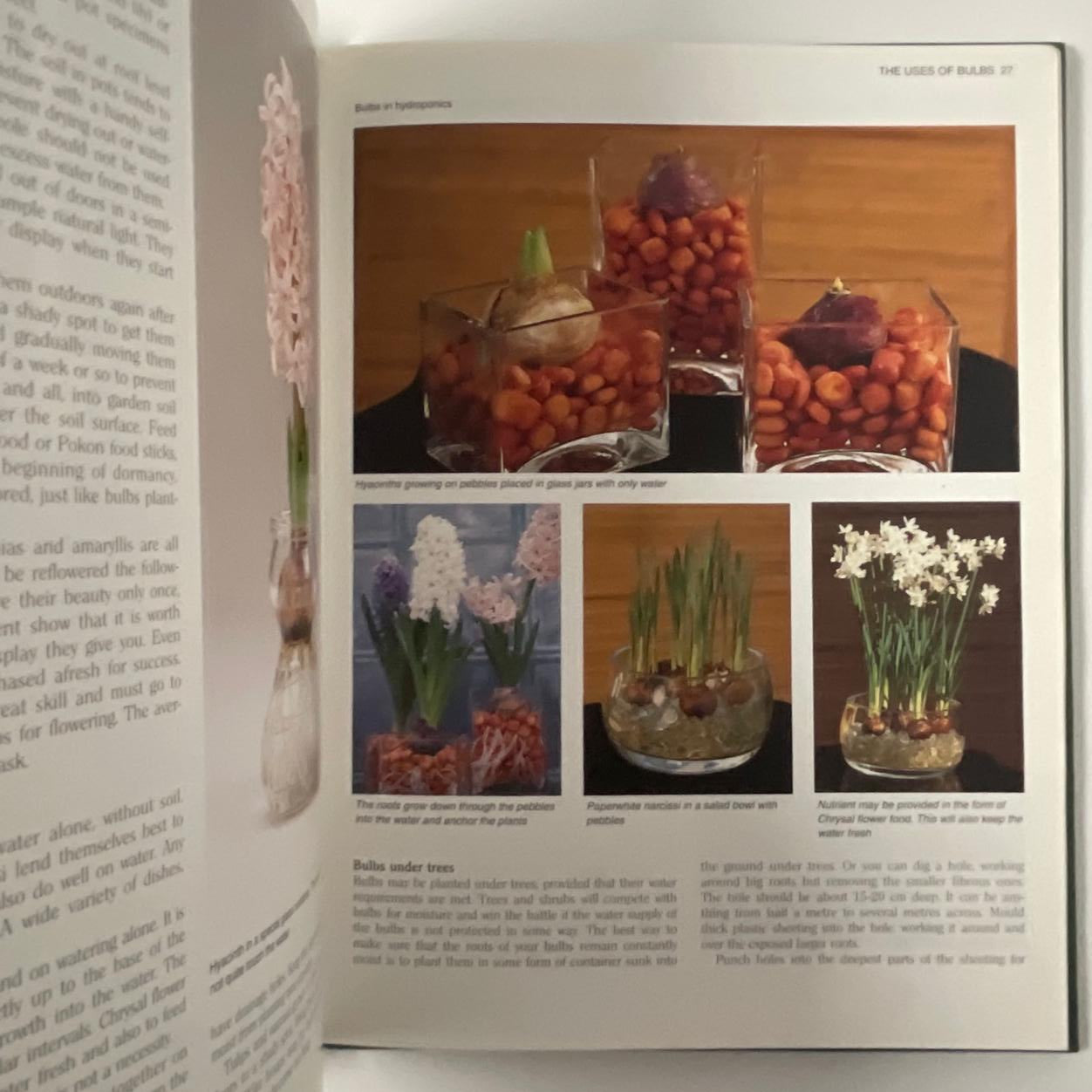 Growing Bulbs in Southern Africa - Floris Barnhoorn
