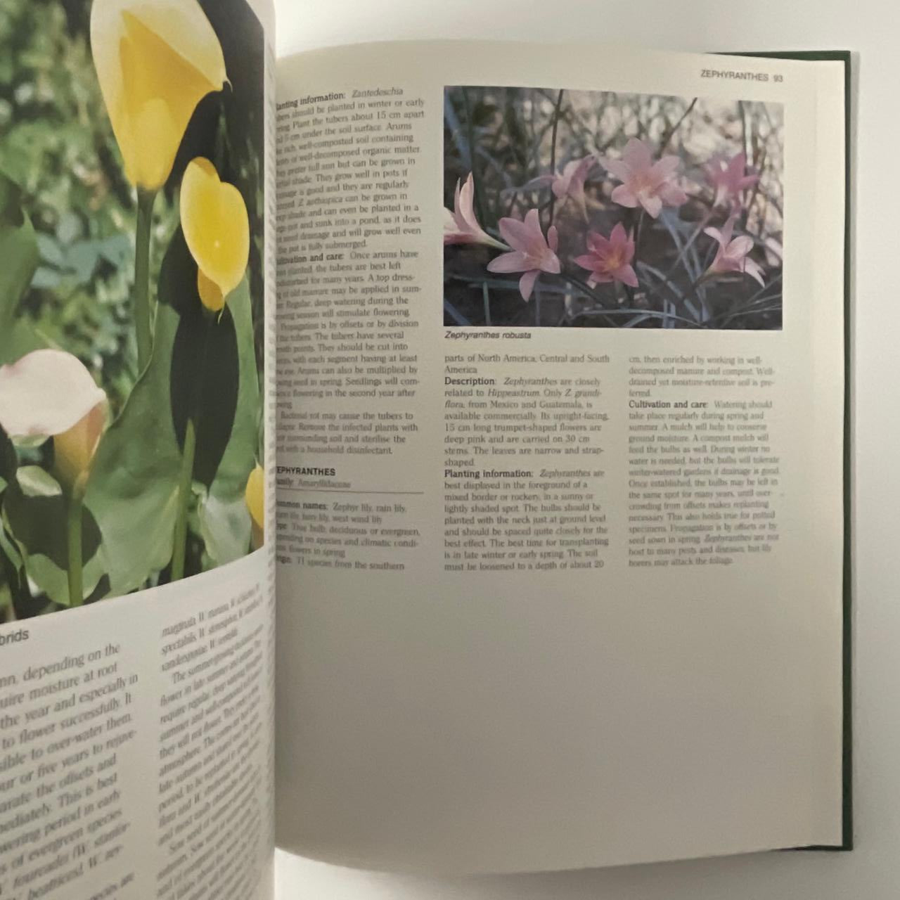 Growing Bulbs in Southern Africa - Floris Barnhoorn