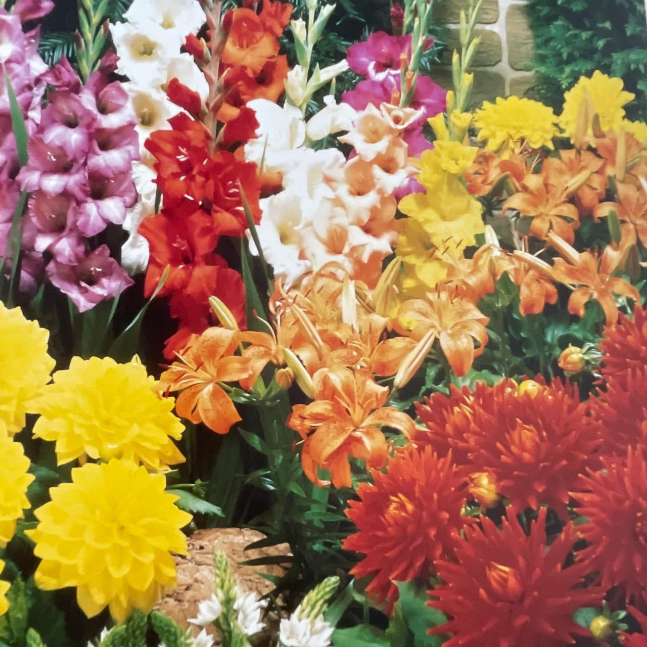 Growing Bulbs in Southern Africa - Floris Barnhoorn