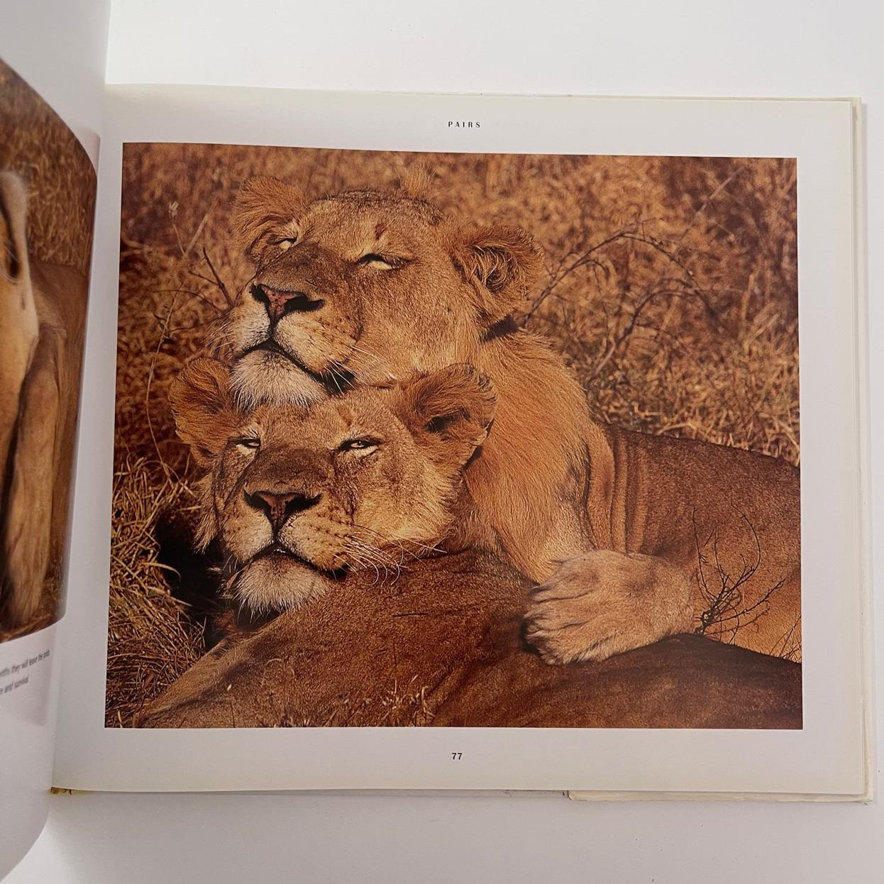 African Wildlife Themes – Richard du Toit