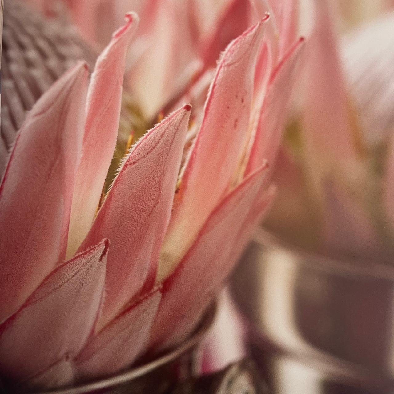 Blomme vir jou huis by Nicci Scholtz