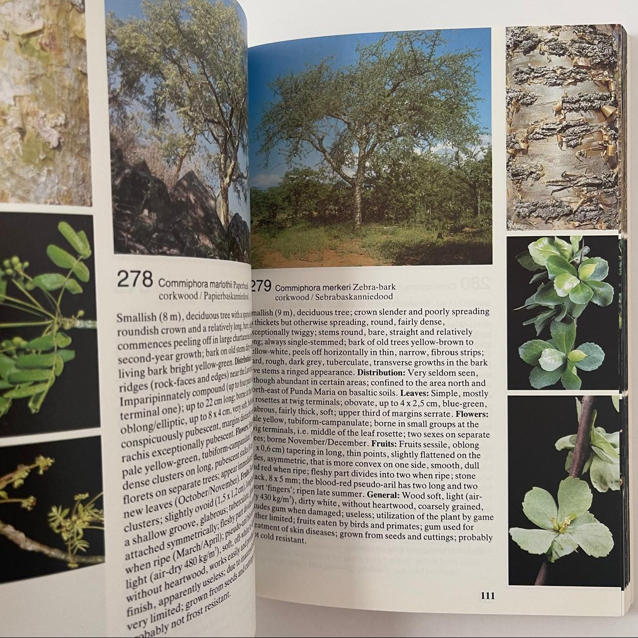 Field Guide to the Trees of the Kruger National Park - Piet van Wyk