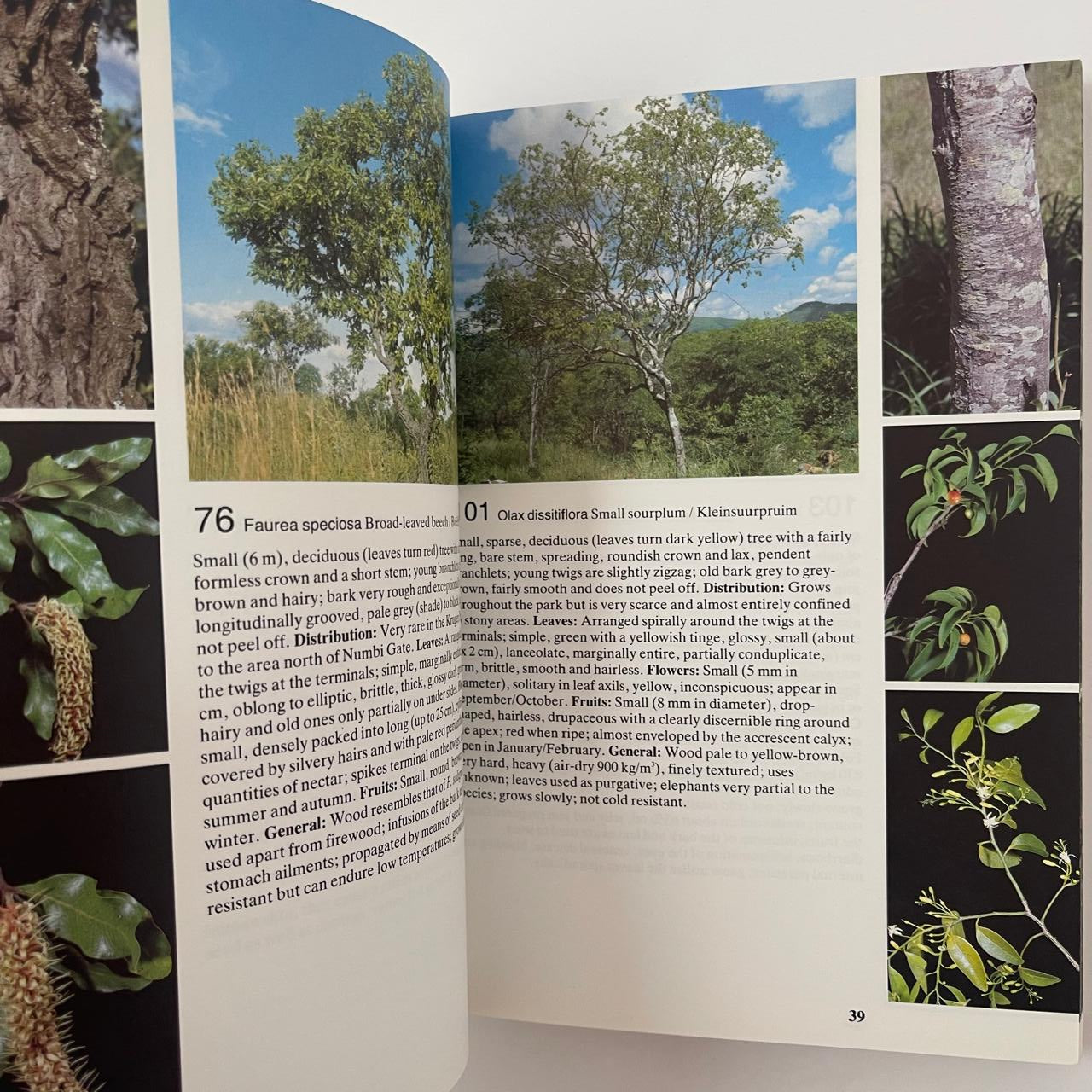 Field Guide to the Trees of the Kruger National Park - Piet van Wyk